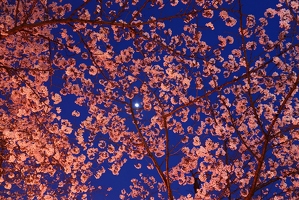 Cherry blossoms under Crescent Moon