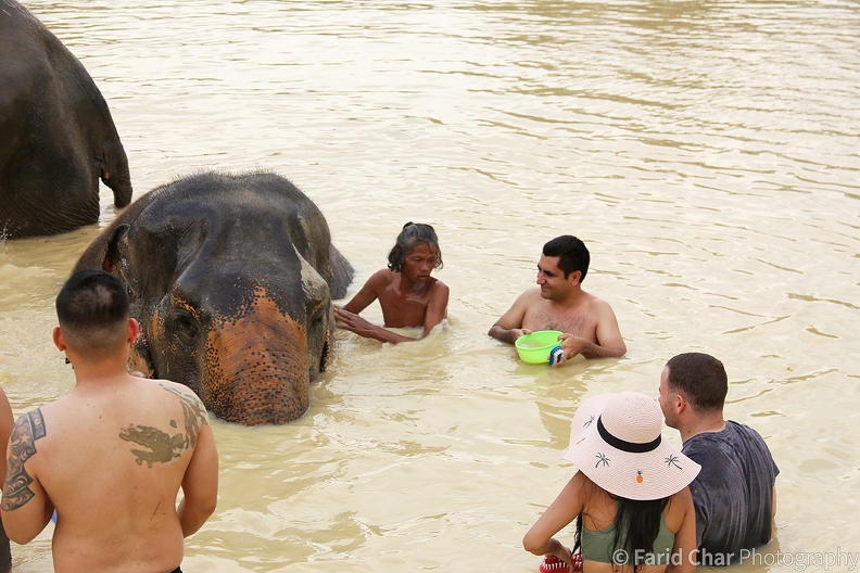 casual_Bathing the elephant.jpg