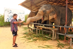 Happy elephant receiving its food